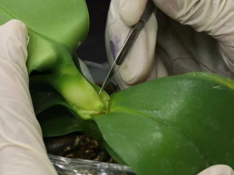 Hybrid-Cut: An Improved Sectioning Method for Recalcitrant Plant Tissue Samples