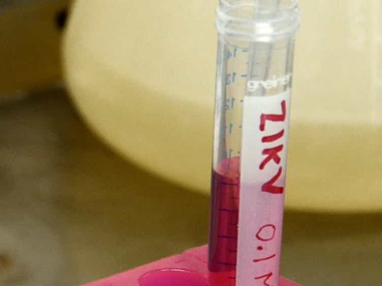 Zika Virus Infectious Cell Culture System and the In Vitro Prophylactic Effect of Interferons