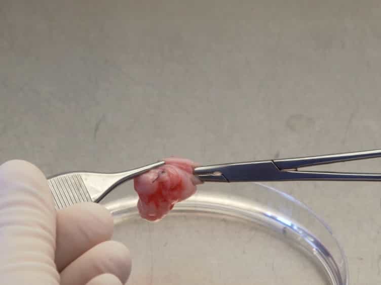 Isolation and Culture of Primary Endothelial Cells from Canine Arteries and Veins