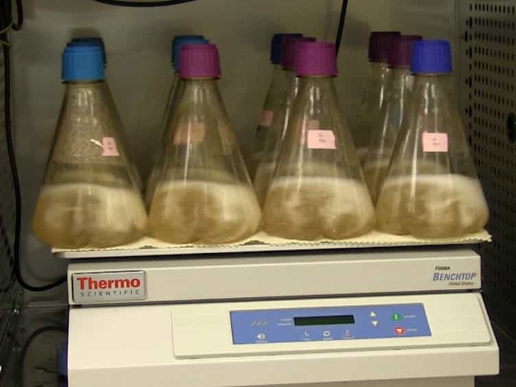 Thermostabilization, Expression, Purification, and Crystallization of the Human Serotonin Transporter Bound to S-citalopram