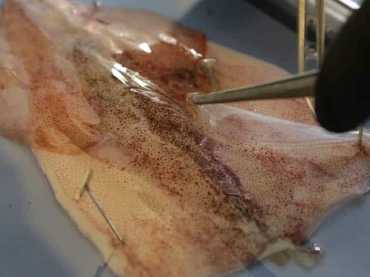 A Method for Extracting Pigments from Squid Doryteuthis pealeii