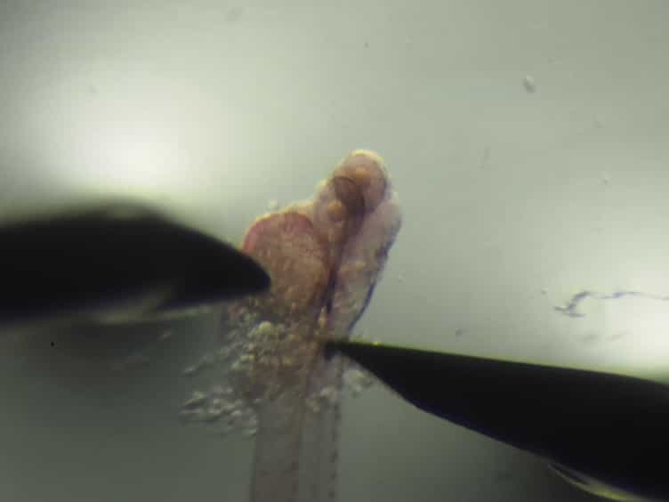Visualizing the Interrenal Steroidogenic Tissue and Its Vascular Microenvironment in Zebrafish