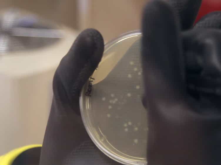 Cefoperazone-treated Mouse Model of Clinically-relevant Clostridium difficile Strain R20291