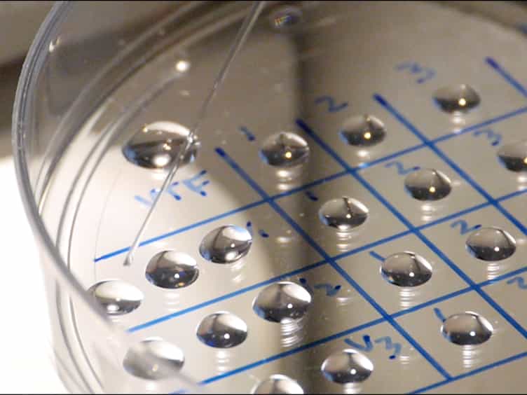 Modified MicroSecure Vitrification: A Safe, Simple and Highly Effective Cryopreservation Procedure for Human Blastocysts