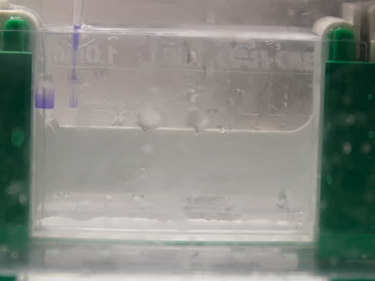 Combining Wet and Dry Lab Techniques to Guide the Crystallization of Large Coiled-coil Containing Proteins