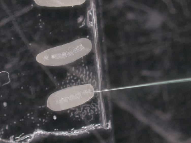 Rearing and Double-stranded RNA-mediated Gene Knockdown in the Hide Beetle, Dermestes maculatus
