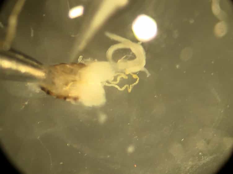 Studying Mitochondrial Structure and Function in Drosophila Ovaries