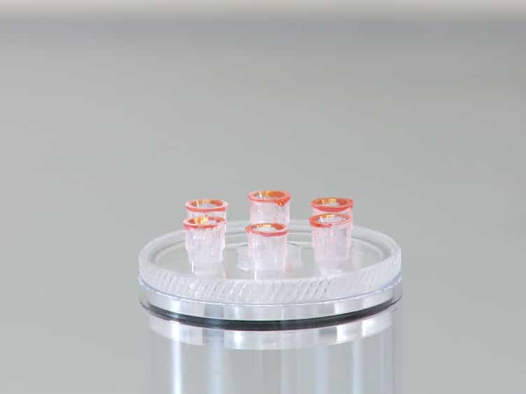 The CApillary FEeder Assay Measures Food Intake in Drosophila melanogaster