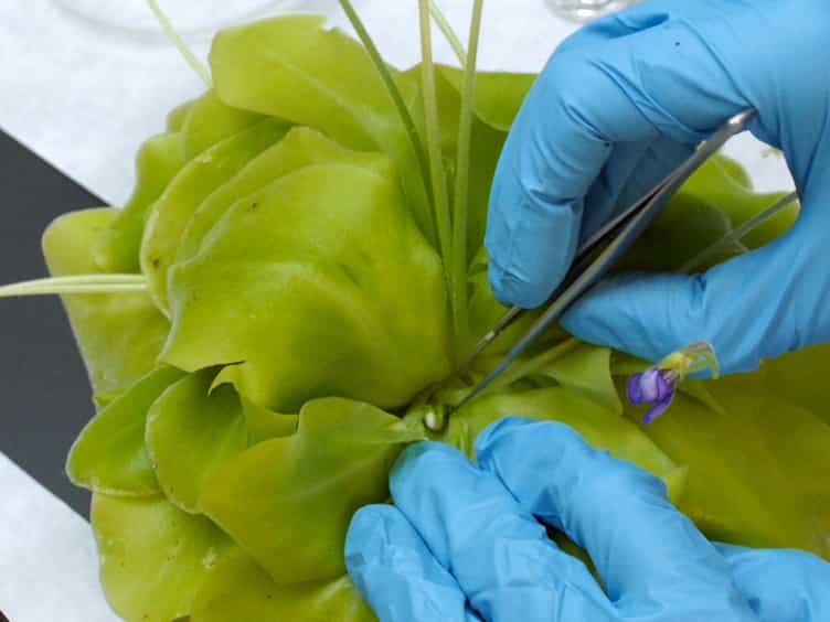 Scanning Electron Microscopy SEM Protocols for Problematic Plant, Oomycete, and Fungal Samples