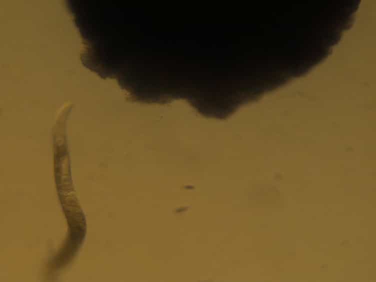 Cultivation of Caenorhabditis elegans in Three Dimensions in the Laboratory