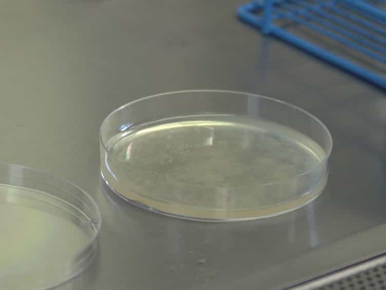 Use of the Soft-agar Overlay Technique to Screen for Bacterially Produced Inhibitory Compounds