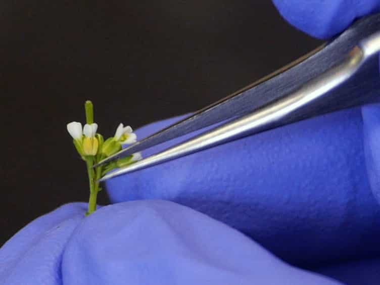 Live Confocal Imaging of Developing Arabidopsis Flowers