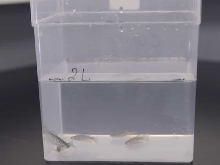 Acute and Chronic Models of Hyperglycemia in Zebrafish: A Method to Assess the Impact of Hyperglycemia on Neurogenesis and the Biodistribution of Radiolabeled Molecules