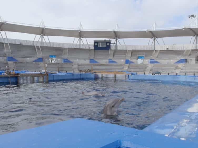 Bottlenose Dolphin (Tursiops truncatus) Spermatozoa: Collection, Cryopreservation, and Heterologous In Vitro Fertilization