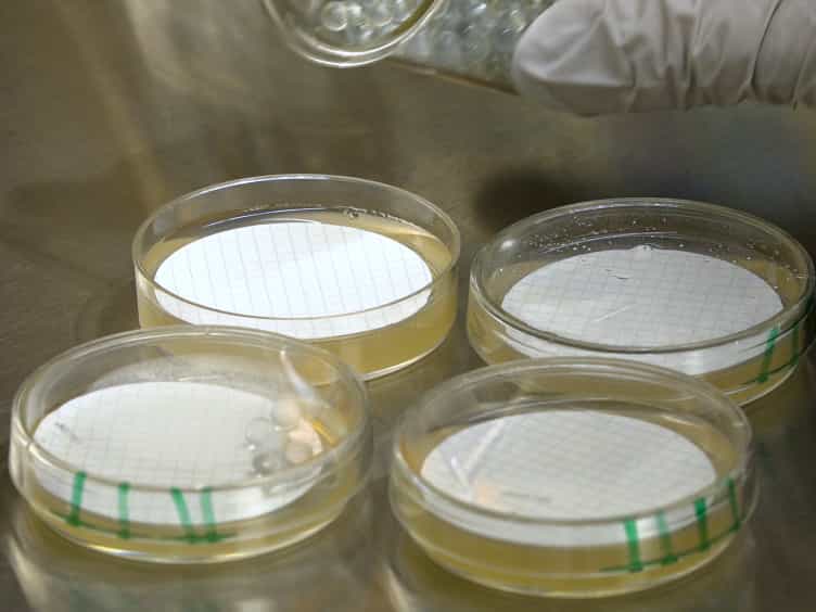 Rapid Deletion Production in Fungi via Agrobacterium Mediated Transformation of OSCAR Deletion Constructs