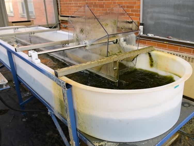 Comparison of Scale in a Photosynthetic Reactor System for Algal Remediation of Wastewater