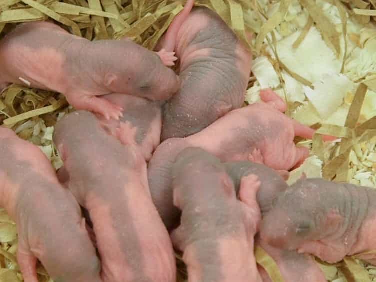 Neurodevelopmental Reflex Testing in Neonatal Rat Pups
