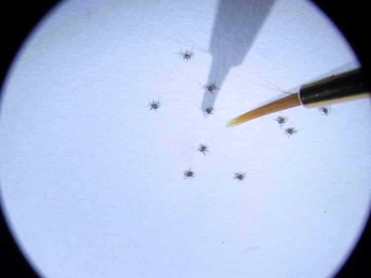 Rearing Ixodes scapularis, the Black-legged Tick: Feeding Immature Stages on Mice