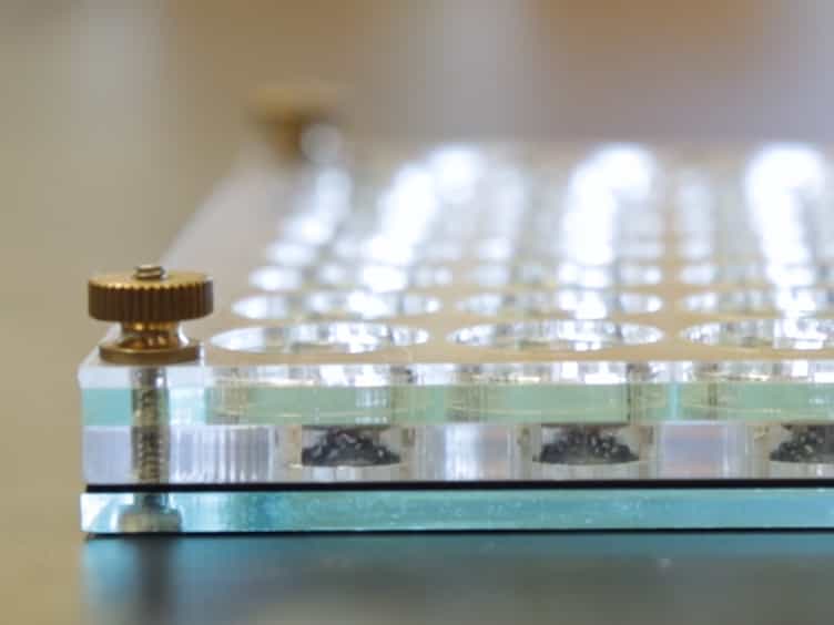 Measuring and Altering Mating Drive in Male Drosophila melanogaster