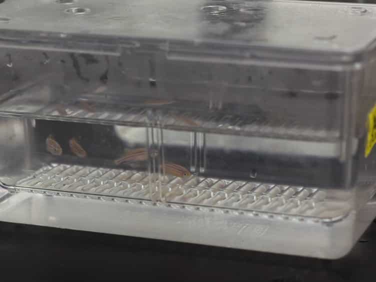 Dissection of Larval Zebrafish Gonadal Tissue