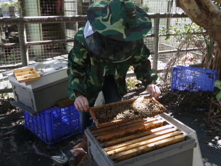 Evaluating the Effect of Environmental Chemicals on Honey Bee Development from the Individual to Colony Level