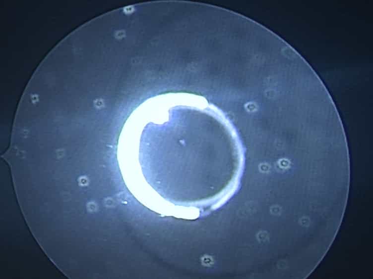 Medical-grade Sterilizable Target for Fluid-immersed Fetoscope Optical Distortion Calibration