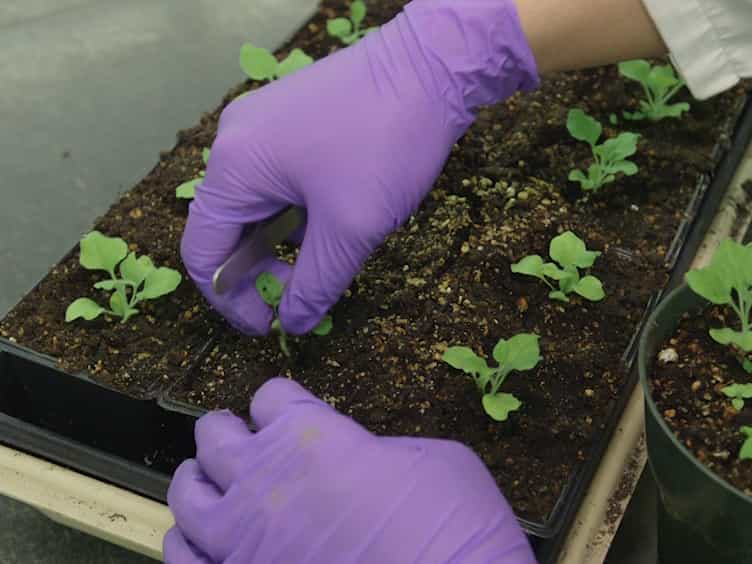Identification of Plasmodesmal Localization Sequences in Proteins In Planta