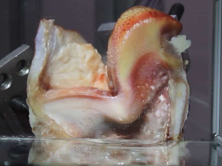 Hemi-laryngeal Setup for Studying Vocal Fold Vibration in Three Dimensions