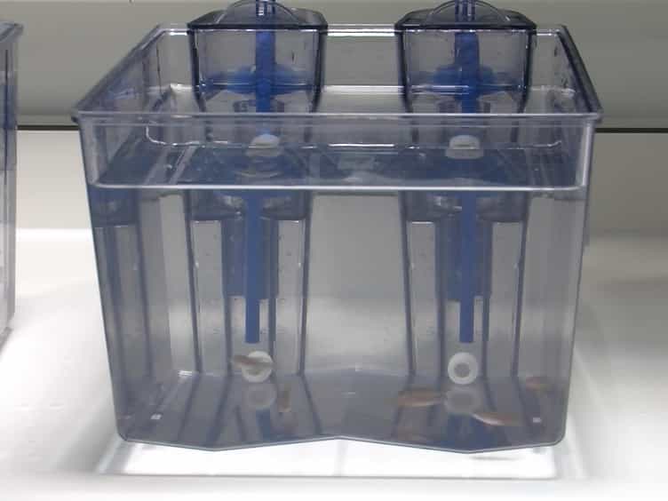 Environmental Screening of Aeromonas hydrophila, Mycobacterium spp., and Pseudocapillaria tomentosa in Zebrafish Systems