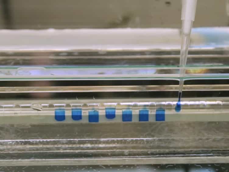 Kinetics of Lagging-strand DNA Synthesis In Vitro by the Bacteriophage T7 Replication Proteins