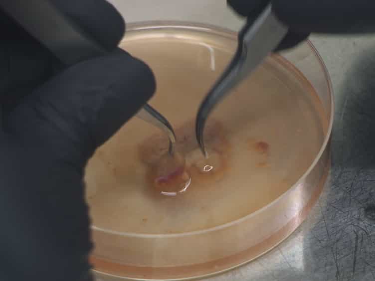 Induction of an Inflammatory Response in Primary Hepatocyte Cultures from Mice
