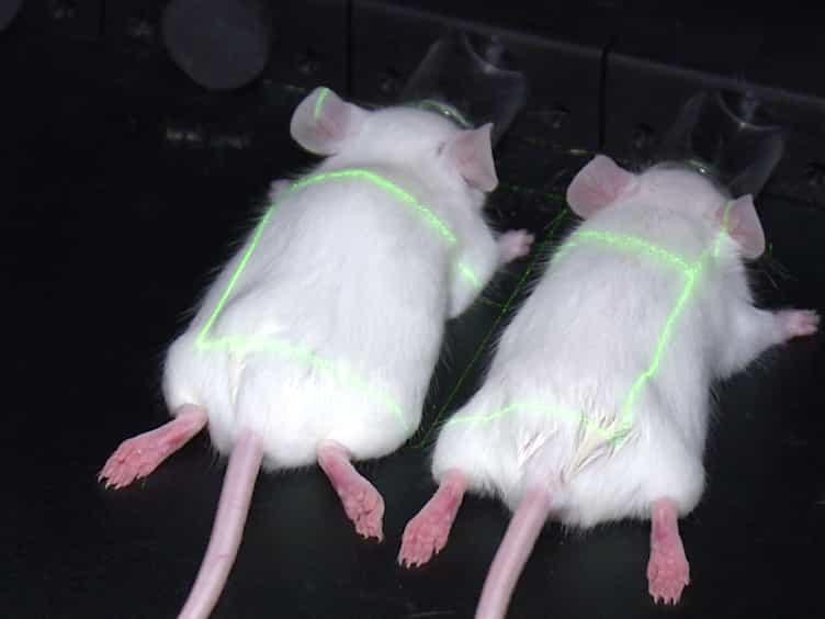 Bioluminescence and Near-infrared Imaging of Optic Neuritis and Brain Inflammation in the EAE Model of Multiple Sclerosis in Mice