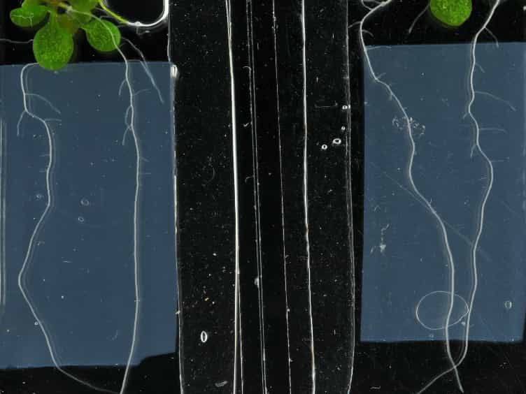 A Simple Chamber for Long-term Confocal Imaging of Root and Hypocotyl Development
