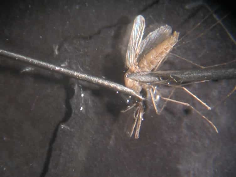 In Vivo Tracking of Edema Development and Microvascular Pathology in a Model of Experimental Cerebral Malaria Using Magnetic Resonance Imaging