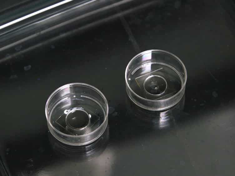 A High-throughput Cell Microarray Platform for Correlative Analysis of Cell Differentiation and Traction Forces