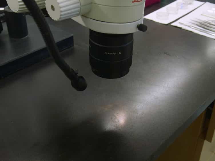 Physiological Preparation of Hair Cells from the Sacculus of the American Bullfrog (Rana catesbeiana)