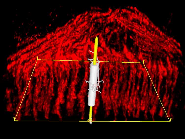 Analyzing Dendritic Morphology in Columns and Layers