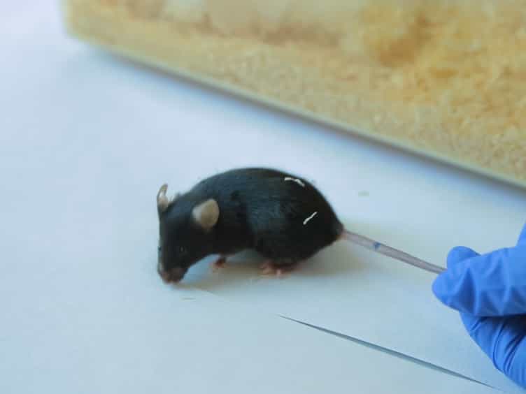 An IL-8 Transiently Transgenized Mouse Model for the In Vivo Long-term Monitoring of Inflammatory Responses