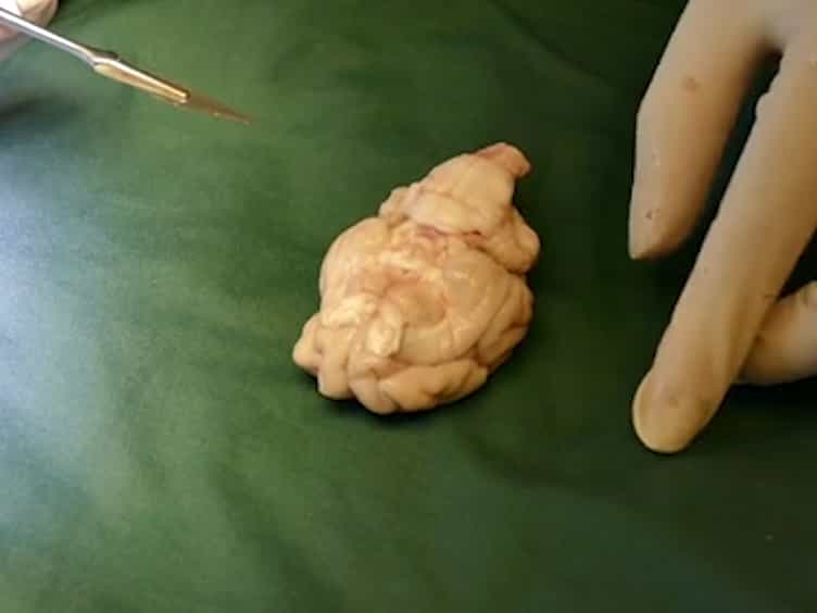 Exposure of the Pig CNS for Histological Analysis: A Manual for Decapitation, Skull Opening, and Brain Removal