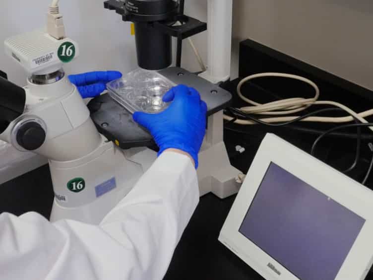 Techniques to Induce and Quantify Cellular Senescence