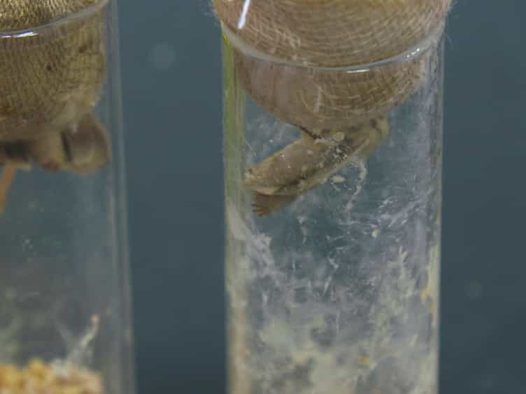 Protocols for Investigating the Host-tissue Distribution, Transmission-mode, and Effect on the Host Fitness of a Densovirus in the Cotton Bollworm