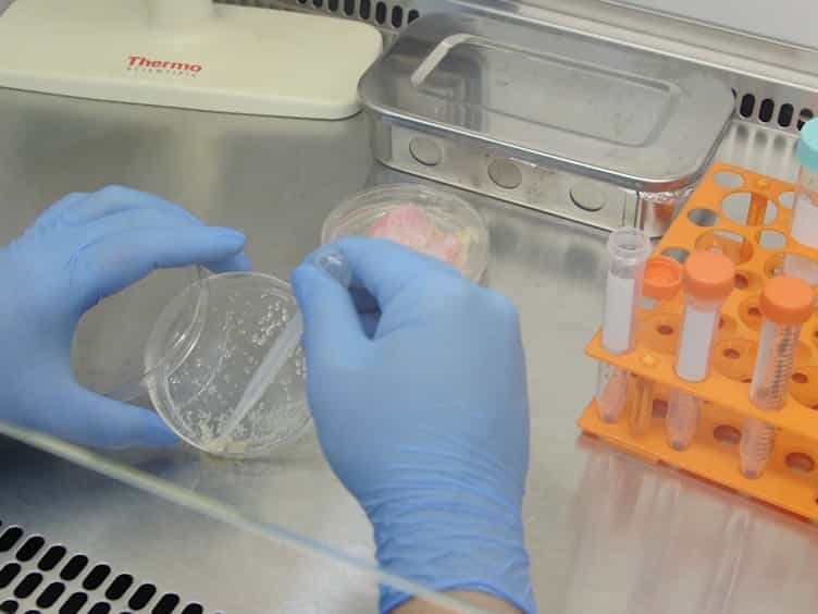 A 5-mC Dot Blot Assay Quantifying the DNA Methylation Level of Chondrocyte Dedifferentiation In Vitro
