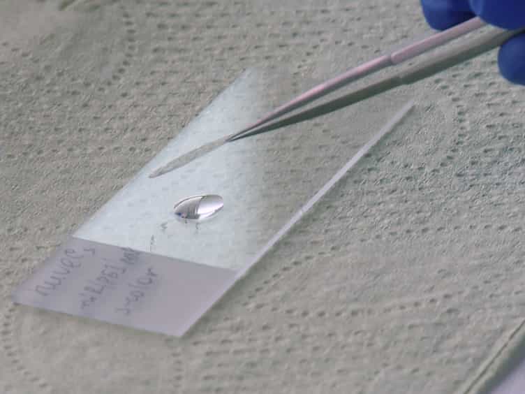 Preparation and In Vitro Characterization of Magnetized miR-modified Endothelial Cells