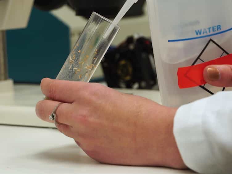 Novel Assay for Cold Nociception in Drosophila Larvae