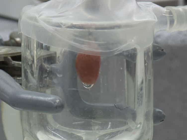 Simultaneous Isolation of High Quality Cardiomyocytes, Endothelial Cells, and Fibroblasts from an Adult Rat Heart