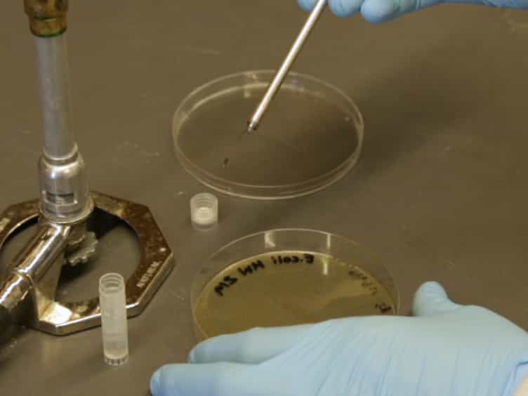 A Method to Test the Efficacy of Handwashing for the Removal of Emerging Infectious Pathogens