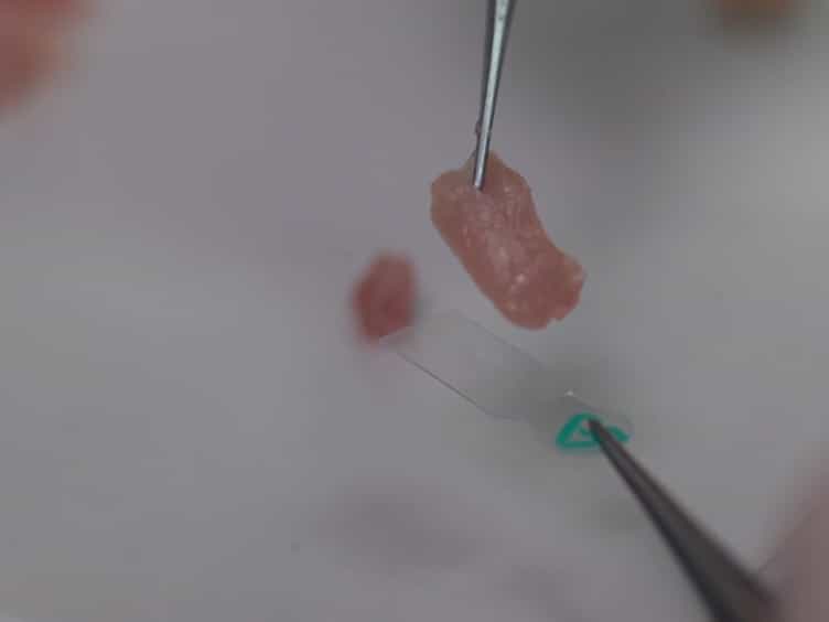 A Multi-hole Cryovial Eliminates Freezing Artifacts when Muscle Tissues are Directly Immersed in Liquid Nitrogen
