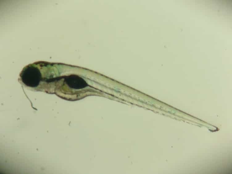 Histological Analyses of Acute Alcoholic Liver Injury in Zebrafish