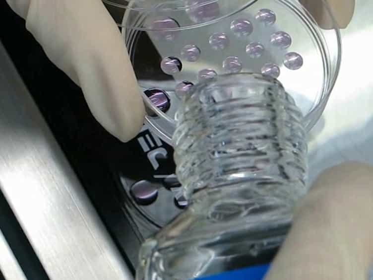 In Vitro Growth of Mouse Preantral Follicles Under Simulated Microgravity