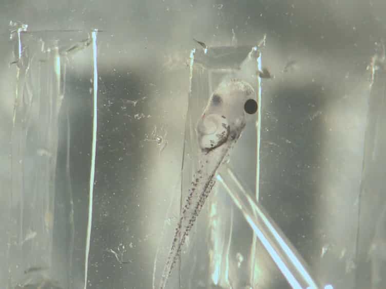 Visualization and Quantitative Analysis of Embryonic Angiogenesis in Xenopus tropicalis